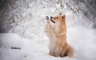 Eurasier, ruskea koira, lemmikit, s&#246;p&#246;j&#228; el&#228;imi&#228;, talvi, lumi, Euraasian koira