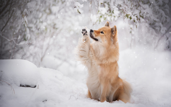 Eurasier, marr&#243;n del perro, mascotas, animales lindos, el invierno, la nieve, El perro