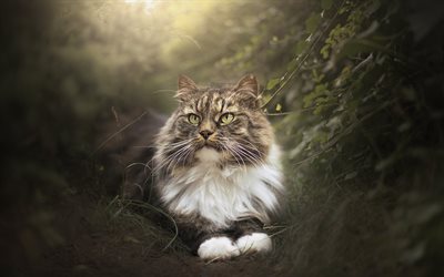 Siberian cat, fluffy cat, forest, cute fluffy animals, cats