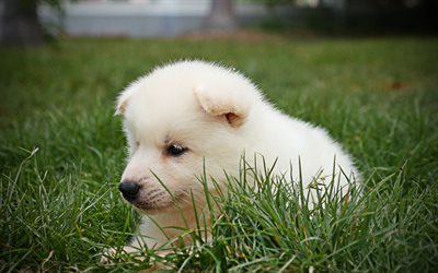 Samoyed, c&#227;o bonito, c&#227;o branco, gramado, filhote de cachorro, animais fofos, peludo c&#227;o, cachorros, animais de estima&#231;&#227;o, Samoyed C&#227;o