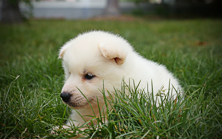 Samoyed, かわいい犬, 白い犬, 芝生, 子犬, かわいい動物たち, 描犬, 犬, ペット, Samoyed犬