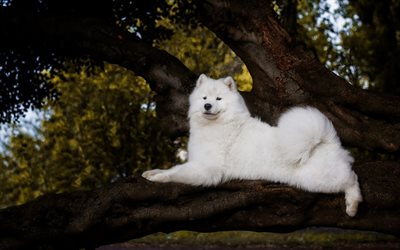 samoyed, grande c&#227;o branco, animais de estima&#231;&#227;o, branco fofo c&#227;es, floresta, &#225;rvore, cachorros