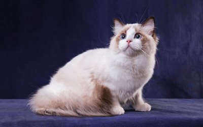 birichino gatto grigio con gli occhi azzurri, carino animali, gatti Ragdoll, gatti di razza