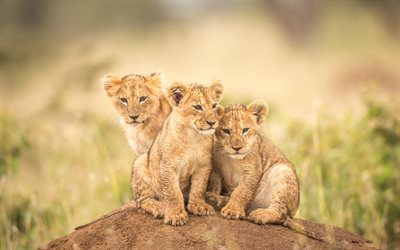 small lions, wild little cats, small predators, lion cubs, Africa