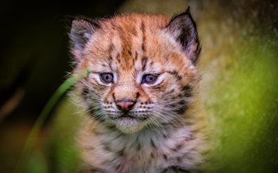 lynx, wildlife, cute animals, wild animals, small lynx