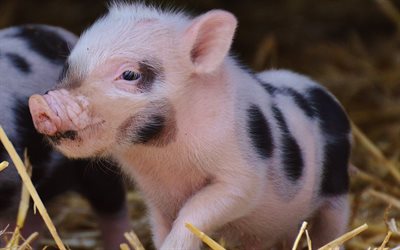 small pig, piglet, hay, farm, pigs, funny animals, pets, piglets