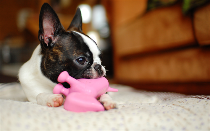 Boston Terrier, puppy, close-up, dogs, dog with toy, cute animals, pets, Boston Terrier Dog