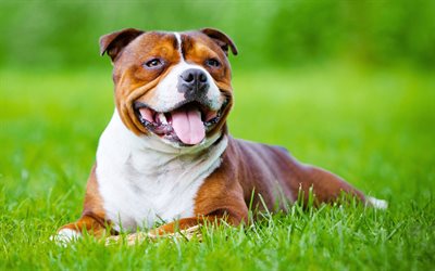 Staffordshire Bull Terrier, lawn, cute dog, green grass, dogs, cute animals, pets, black dog, Staffordshire Bull Terrier Dog