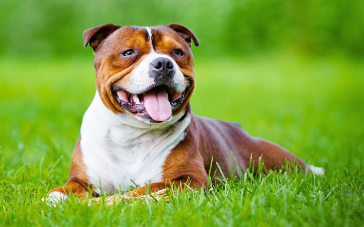 Staffordshire Bull Terrier, c&#233;sped, lindo perro, hierba verde, perros, animales lindos, mascotas, perro negro, Staffordshire Bull Terrier Perro