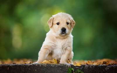 surpreso cachorro, Labrador Retriever, c&#227;o pequeno bonito, filhote de cachorro, golden retriever, cachorro