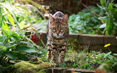 Bengal cat, forest, blur, cats, pets, cute animals, exotic jungle cats