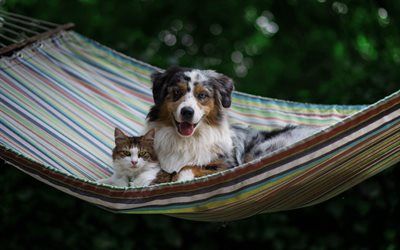 Australian Shepherd and Cat, friendship concepts, cute animals, pets, Aussie, cat and dog, friends, dogs