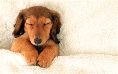 Teckel, sleeping puppy, mascotas, perros, small teckel, puppy, brown teckel, cute animals, Teckel Dog