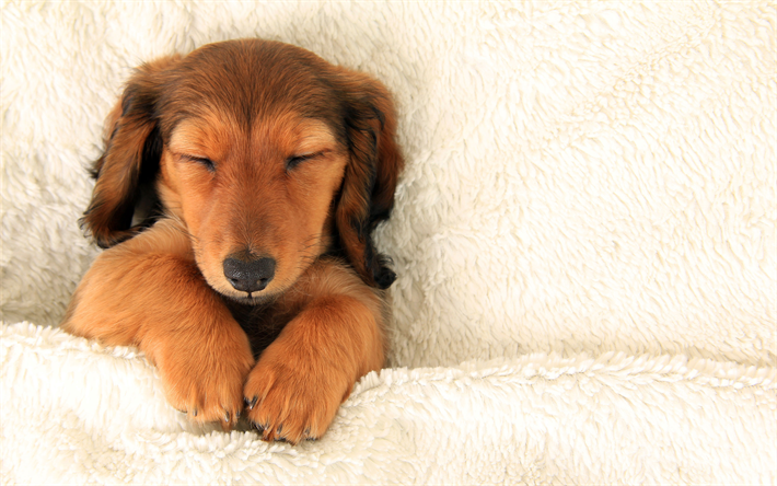 Dachshund, dormir cachorro, animais de estima&#231;&#227;o, cachorros, pequeno dachshund, filhote de cachorro, brown dachshund, animais fofos, Dachshund C&#227;o