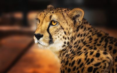 leopardo, o gato selvagem, predador, animais perigosos, a vida selvagem