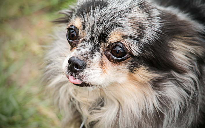 4k, Chihuahua, close-up, perros, gris chihuahua, simp&#225;ticos animales, mascotas, Perro Chihuahua