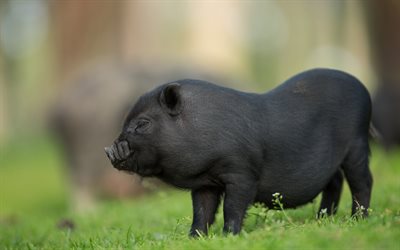 svart gris, dekorativ liten gris, s&#246;t roliga djur, g&#229;rd, gr&#246;nt gr&#228;s, symbol f&#246;r &#229;r 2019, grisar