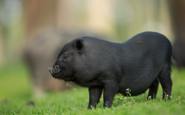 black pig, decorative little pig, cute funny animals, farm, green grass, symbol of the year 2019, pigs
