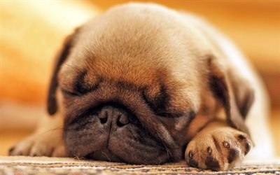Pug, c&#227;o dormir, filhote de cachorro, close-up, c&#227;o bonito, animais de estima&#231;&#227;o, pequeno Pug, animais fofos, cachorros, Pug Dog