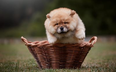 chow-chow, pouco fofo filhote de cachorro, pouco bonito c&#227;o, cesta de, grama verde, animais fofos, cachorros