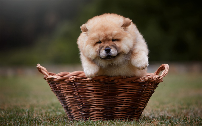 chow-chow, little fluffy puppy, little cute dog, basket, green grass, cute animals, dogs