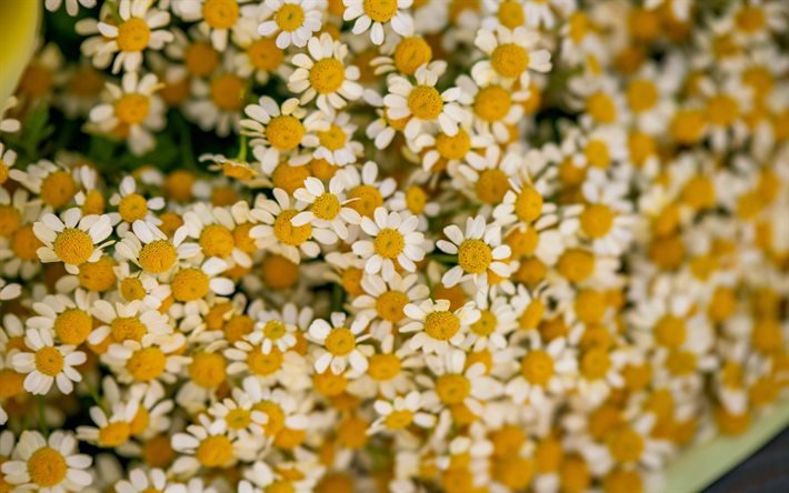 chamomile, bokeh, white flowers, daisies, summer flowers, bouquet of daisies