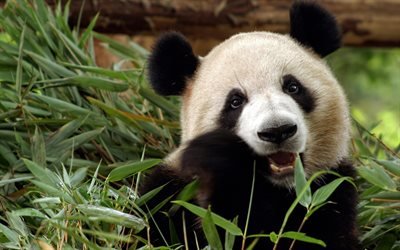 panda comendo eucalipto, animais fofos, parque zool&#243;gico, Ailuropoda melanoleuca, animais engra&#231;ados, panda