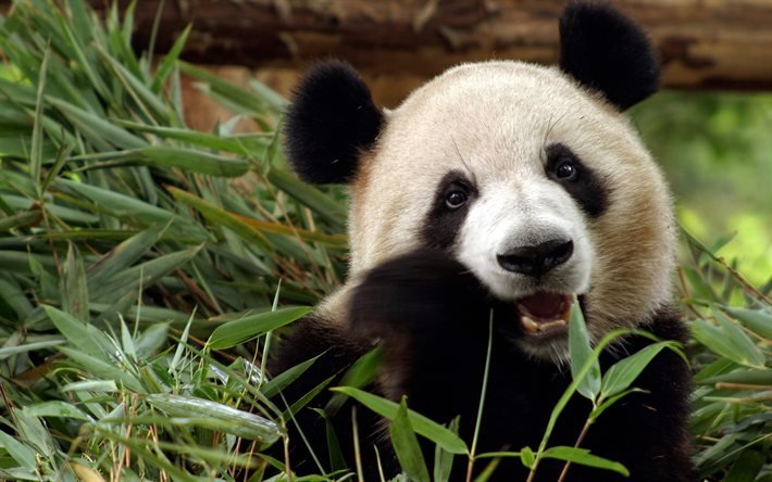 panda comiendo eucalipto, animales lindos, parque zool&#243;gico, Ailuropoda melanoleuca, animales divertidos, panda