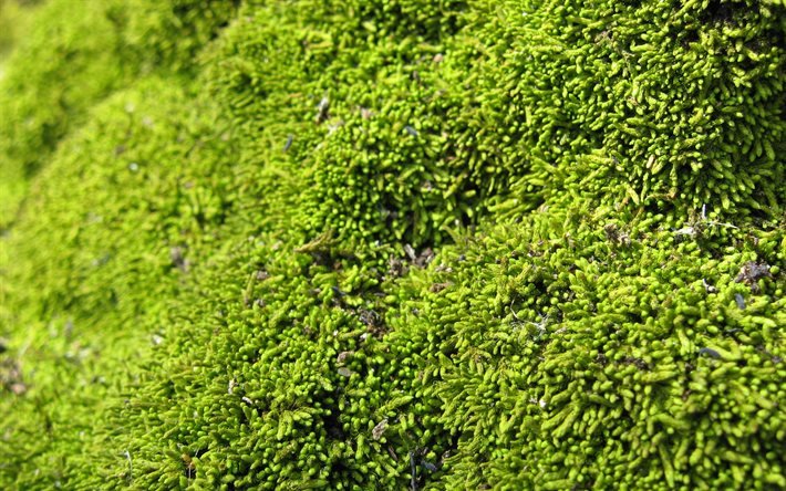 yosun doku, 4k, makro, bitki dokuları, doğal yosun, yosun ile arka plan, yeşil arka planlar, ekoloji arka planlar