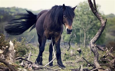 brown horse, trees, wind, horses