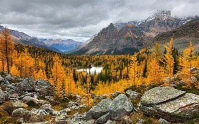 outono, montanha, floresta, Yoho National Park, Brilho Dourado, British Columbia
