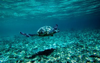 turtle under water, Australia, sea, underwater world, large turtle