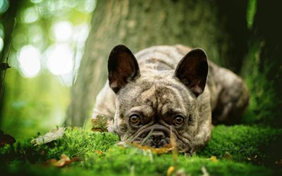 الكلب, البلدغ الفرنسية, جرو, العشب الأخضر, الغابات, الكلاب الصغيرة