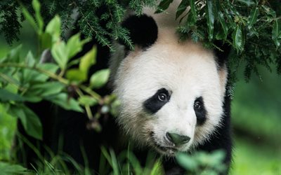 パンダ, 熊, 野生の自然, 中国, 大きなパンダ, 保存地球, かわいい動物たち