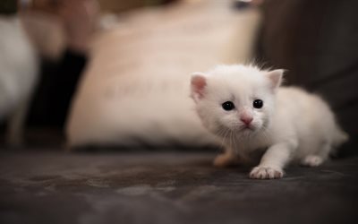 small white kitten, cute little animal, pets, white fluffy kitten, cats