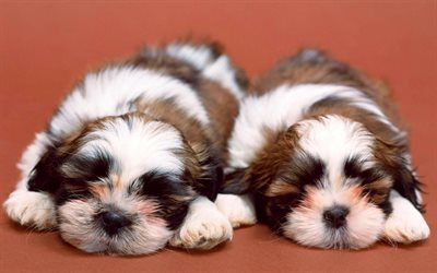 Shih tzu, puppies, sleeping dogs, pets, fluffy dog, cute animals, dogs, Shih tzu Dog