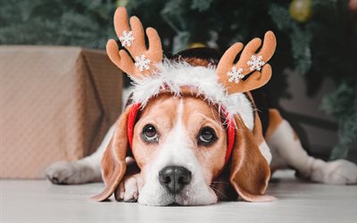 jack russell terrier, pouco bonito c&#227;o, animais de estima&#231;&#227;o, cachorros, natal, ano novo