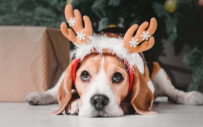 ジャックラッセルテリア, ほかわいい犬, ペット, 犬, クリスマス, 新年