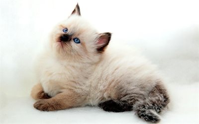 Ragdoll, close-up, denectic cat, kitten, cute animals, small Ragdoll, cats, pets, Ragdoll Cats