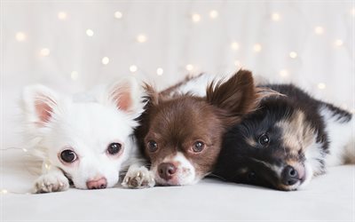 chihuahua, welpen, familie, hunde, niedliche tiere, haustiere, chihuahua hund
