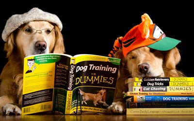 golden retriever, labradors, big brown dogs, dog training concepts, pets, dogs