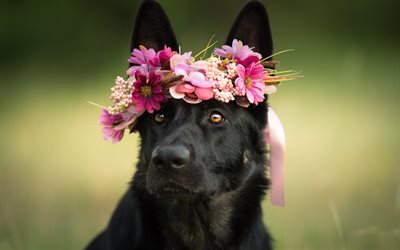 Svart Sch&#228;fer, blommor, bokeh, close-up, s&#246;ta djur, Sch&#228;fer, hundar, k&#246;r hund, svart hund