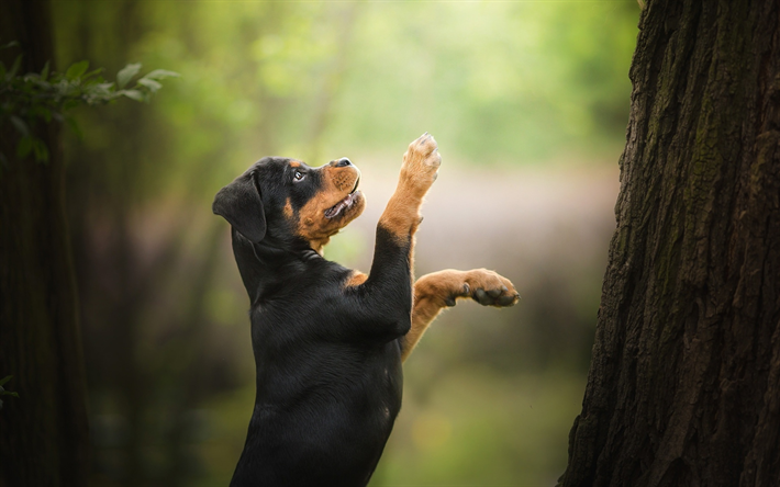 Rottweiler, forest, pets, cucciolo, cani, bokeh, cute animals, Cane
