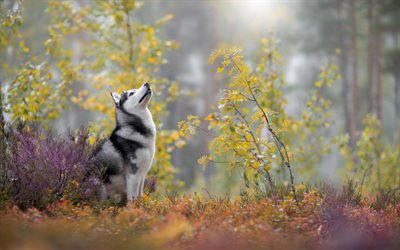 Siberian husky, autumn, forest, big gray dog, pets, dogs, husky