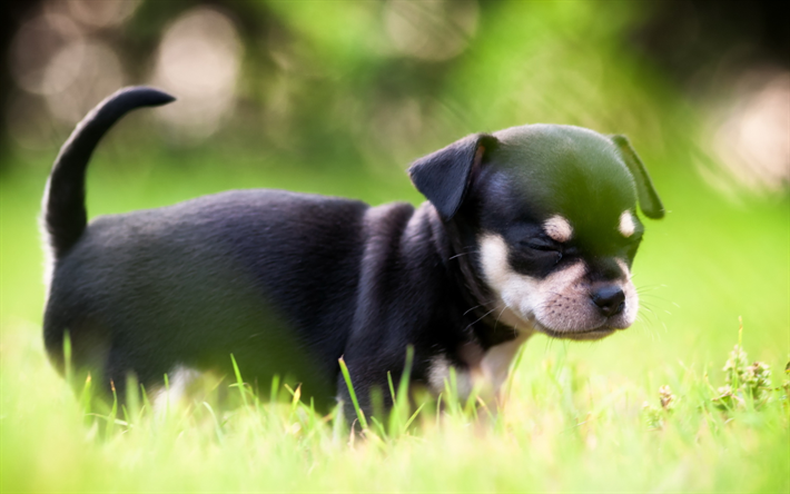 Chihuahua, gramado, filhote de cachorro, cachorros, preto chihuahua, animais fofos, animais de estima&#231;&#227;o, Cachorro Chihuahua