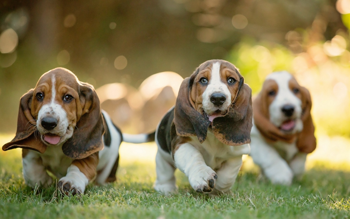 Basset Hounds, pennut, s&#246;p&#246;j&#228; el&#228;imi&#228;, lemmikit, nurmikko, koirat, Basset Hounds Koira