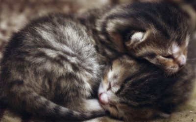small sleeping kittens, cute little cats, pets, gray kittens, cute animals