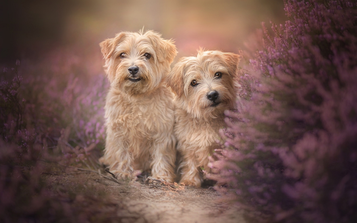 Norfolk Terrier, bokeh, funny dog, pets, lavender, dogs, Norfolk Terrier Dogs