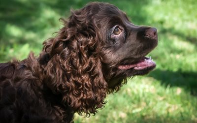 English Cocker Spaniel, brown curly dog, pets, dogs, spaniels