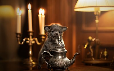 chihuahua, gray puppy, small gray dog, antique lamp, cute animals, pets